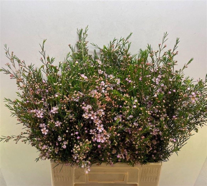 <h4>CHAME UN EARLY NIR</h4>