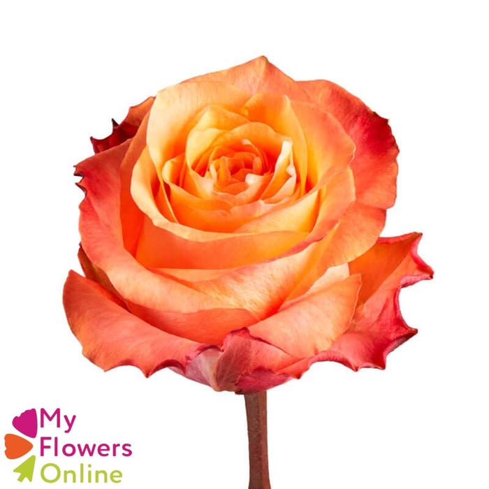 <h4>R Gr Twilight@ Bicolor 50cm EC</h4>