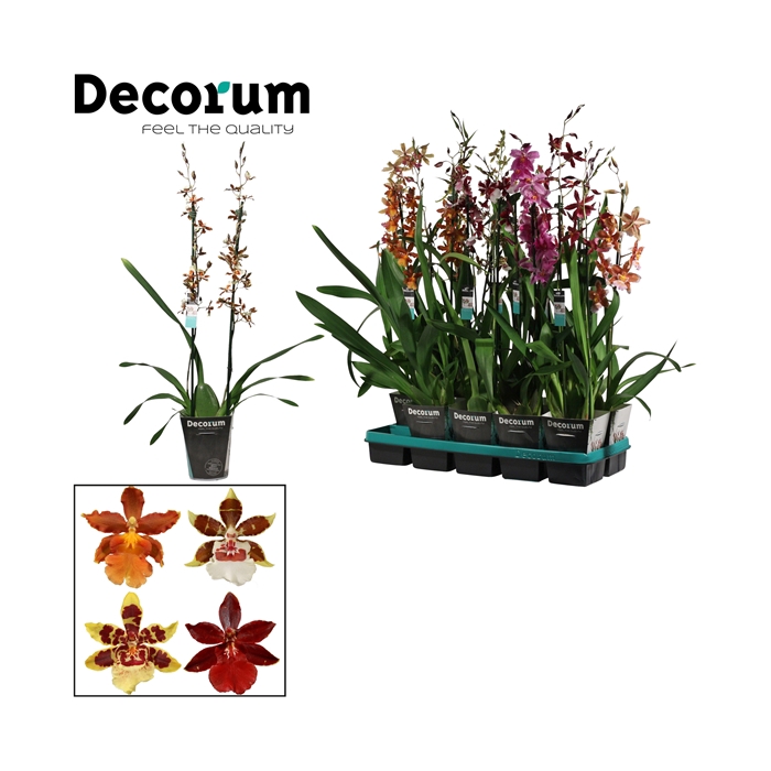 <h4>Cambria 2 tak mix lang (Decorum)</h4>