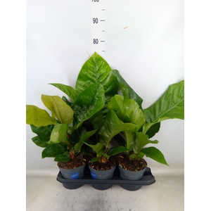 Anthurium crass. 'Karma Birdnest'