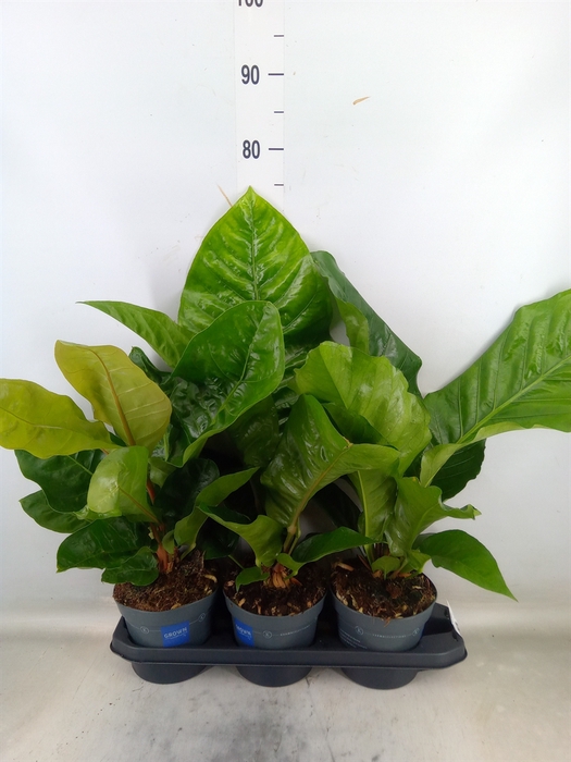 <h4>Anthurium crass. 'Karma Birdnest'</h4>