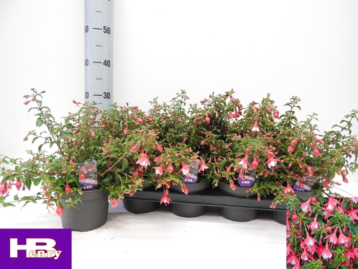 <h4>FUCHSIA LADY THUMB</h4>