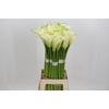 Zantedeschia Eydolls White