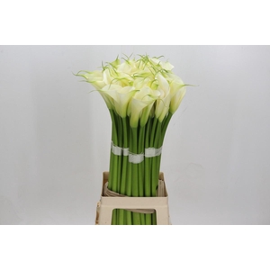 Zantedeschia Eydolls White