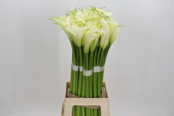 <h4>Zantedeschia Eydolls White</h4>