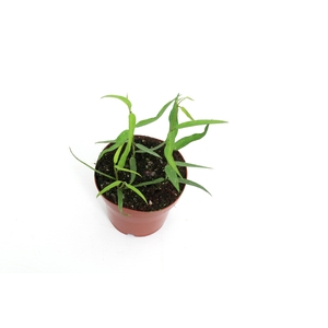 Hoya Burmanica Longleaves 12 cm