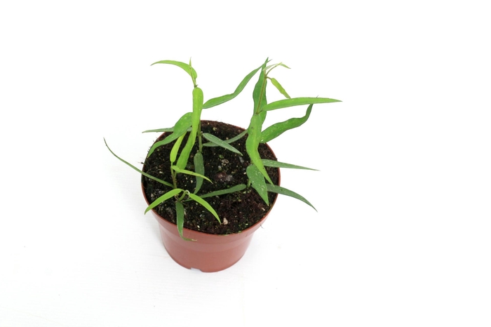 <h4>Hoya Burmanica Longleaves 12 cm</h4>