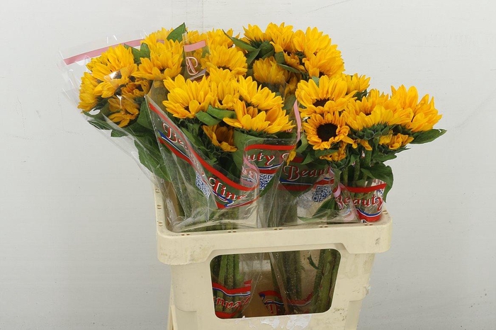 <h4>Heli Sunova</h4>