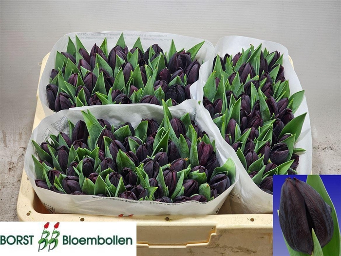 <h4>Tu En Nightshade</h4>