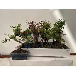 BONSAI GEM
