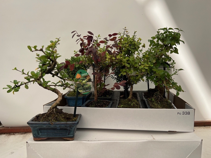 <h4>BONSAI GEM</h4>