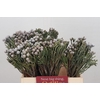 Kaaps Groen Silver Brunia