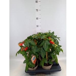 Solanum lycopersicum   ...