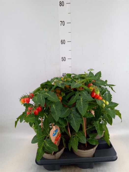 <h4>Solanum lycopersicum   ...</h4>