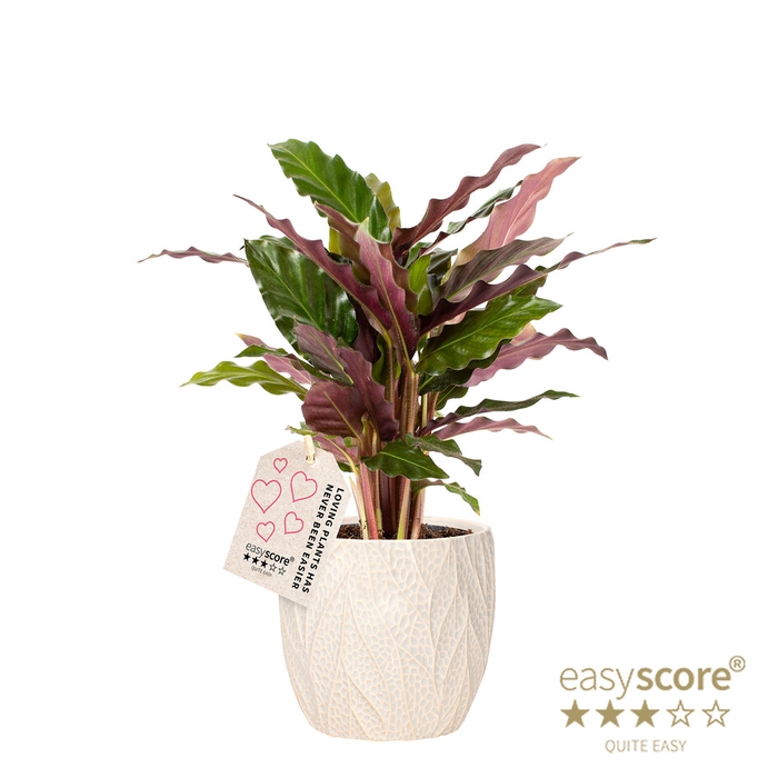 <h4>CALATHEA RUFIBARBA LEAF SAND P11</h4>