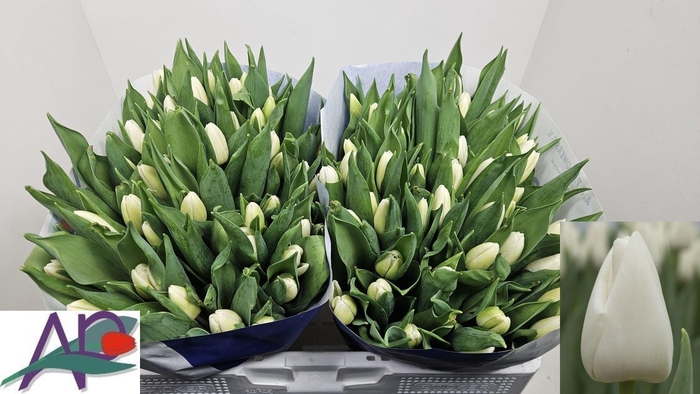 <h4>TU EN WHITE PRINCE</h4>