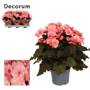 BEGONIA JOY PINK P13 DECORUM