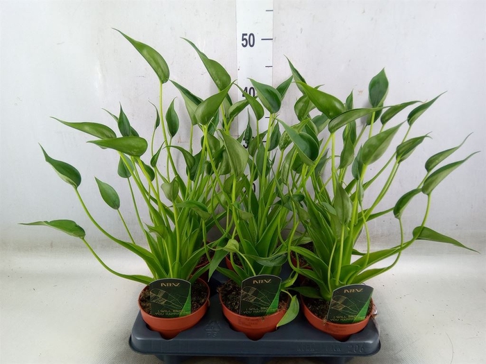 <h4>Alocasia  'Tiny Dancers'</h4>