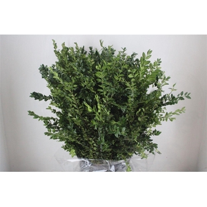 Buxus Green P Bunch