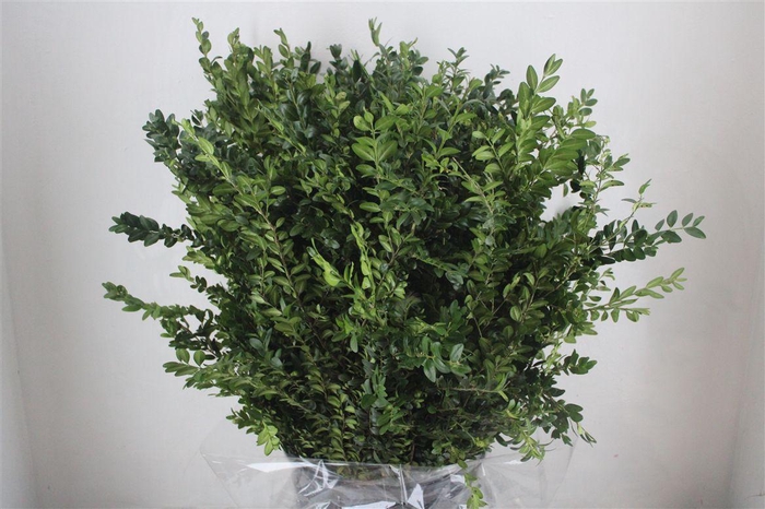 <h4>Buxus Green P Bunch</h4>