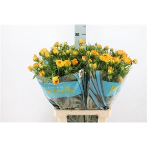 Ranunculus Butterfly Minerva 70cm