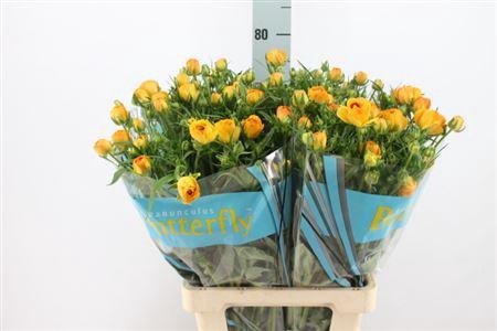 <h4>Ranunculus Butterfly Minerva 70cm</h4>