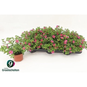 CALIB RAV PINK