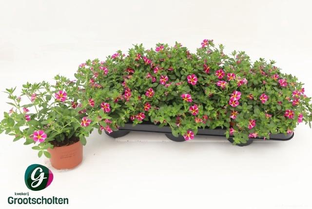 <h4>CALIB RAV PINK</h4>