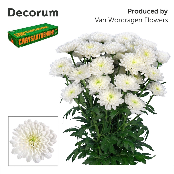 <h4>CHRYSANTHEMUM TR 'ALTAJ'</h4>
