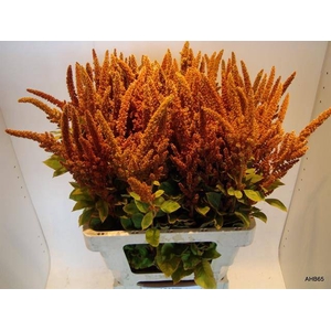 Amaranthus Hot Biscuits AWS Dobbe