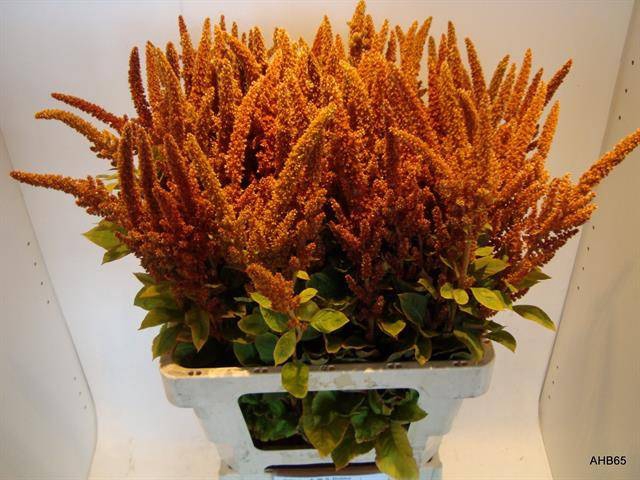 <h4>Amaranthus Hot Biscuits AWS Dobbe</h4>