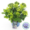 Hydrangea macrophylla overig
