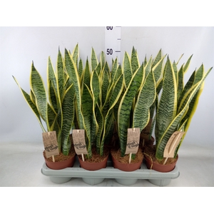 Sansevieria trifa. 'Laurentii'