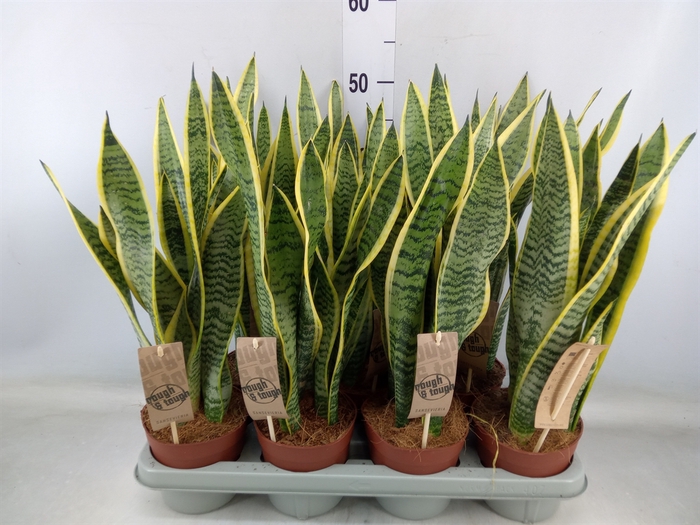 <h4>Sansevieria trifa. 'Laurentii'</h4>