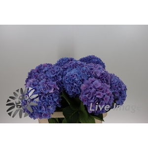 Hydrangea cassanova