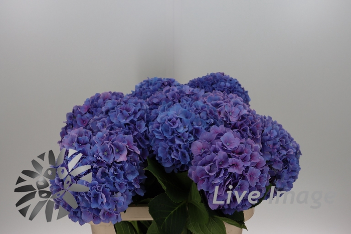 <h4>Hydrangea cassanova</h4>