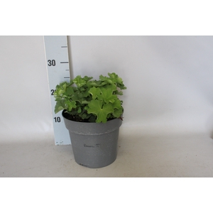 vaste planten 19 cm  Alchemilla mollis Irish Silk