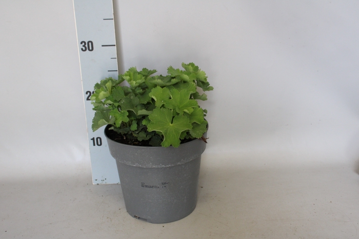 <h4>vaste planten 19 cm  Alchemilla mollis Irish Silk</h4>