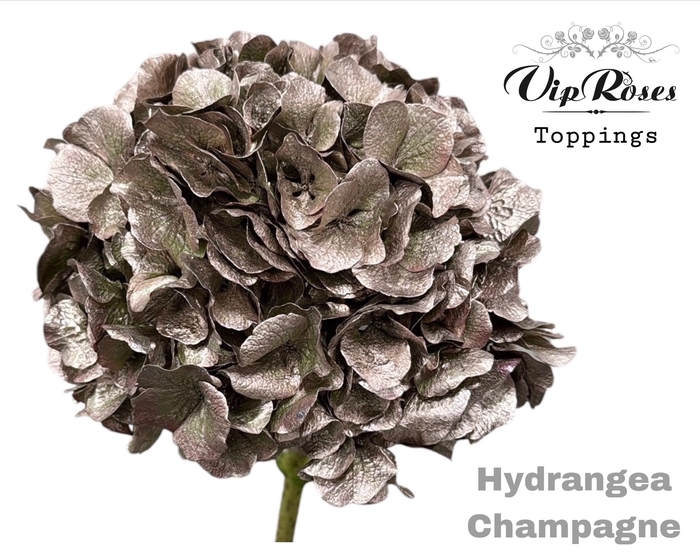 HYDR M CHAMPAGNE 80cm