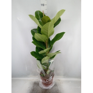 Ficus altissima