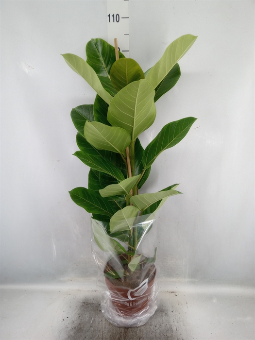 Ficus altissima