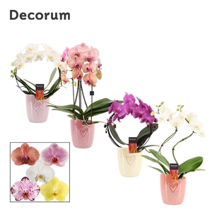 Phalaenopsis vormen mix 2 tak in Joa(Special moods -collection