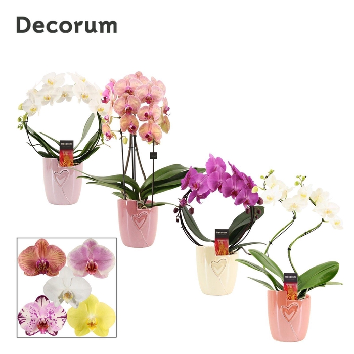 <h4>Phalaenopsis vormen mix 2 tak in Joa(Special moods -collection</h4>