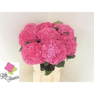 Hydr M Royal Anastasia Pink