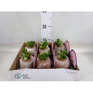 Arr.  Succulents L%