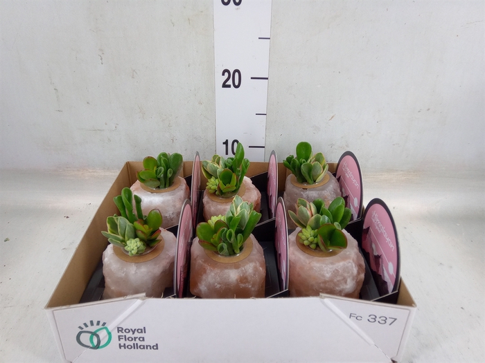 <h4>Arr.  Succulents L%</h4>