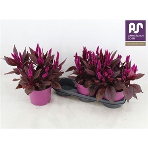 Celosia Dark Shades