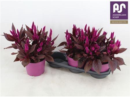 <h4>Celosia Dark Shades</h4>