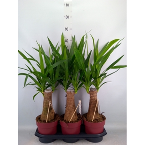 Yucca elephantipes   ...