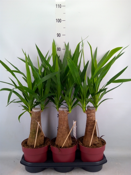 <h4>Yucca elephantipes   ...</h4>